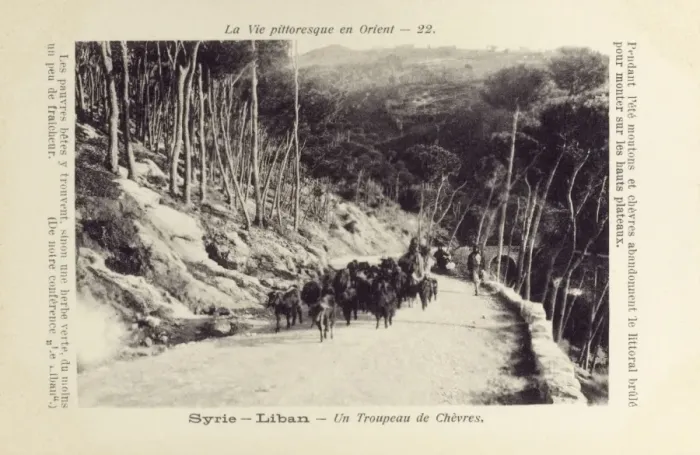 Framed Print : Lebanon - Mount Lebanon - Goats herded upwards Framed Print : Lebanon - Mount Lebanon - Goats herded upwards