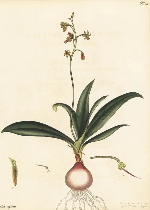 Framed Print : Ledebouria ovalifolia Framed Print : Ledebouria ovalifolia