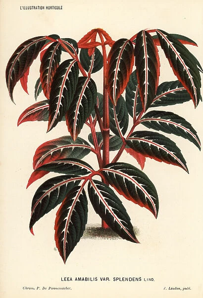 Leea amabilis foliage plant
