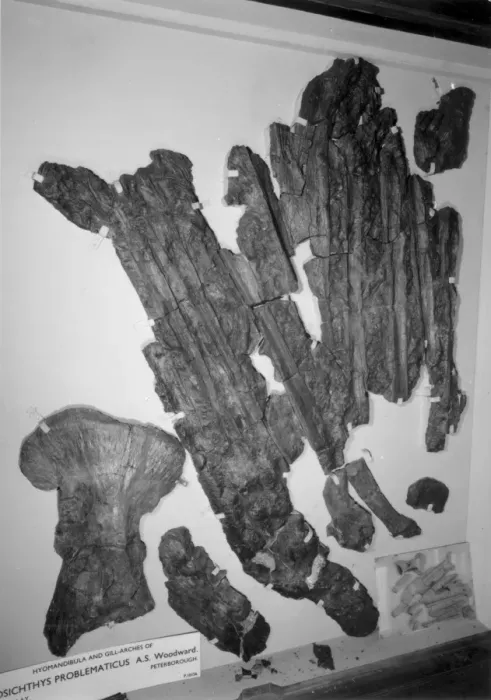 Framed Print : Leedsichthys problematicus Framed Print : Leedsichthys problematicus