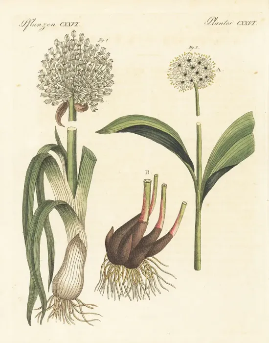 Framed Print : Leek and victory onion