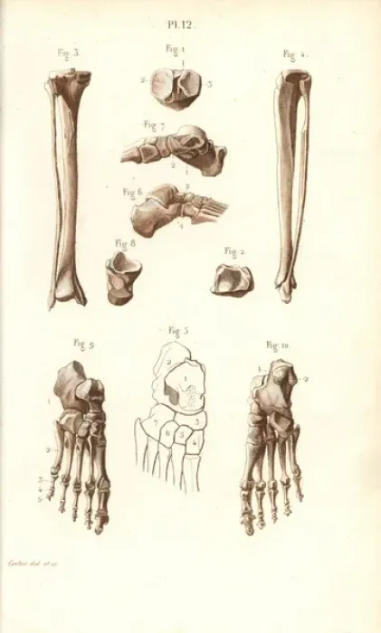 Framed Print : Leg, ankle and foot bones Framed Print : Leg, ankle and foot bones