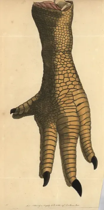 Framed Print : Leg of a dodo, Raphus cucullatus, Didus ineptus Framed Print : Leg of a dodo, Raphus cucullatus, Didus ineptus