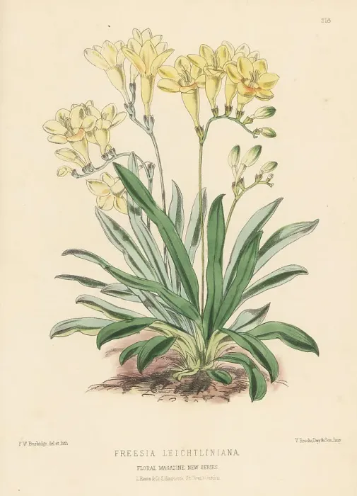 Framed Print : Leichtlin's freesia, Freesia leichtlinii Framed Print : Leichtlin's freesia, Freesia leichtlinii