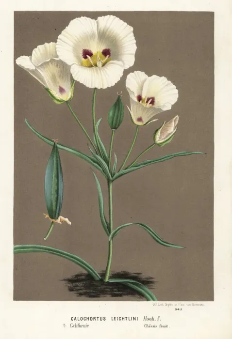 Framed Print : Leichtlins mariposa or mariposa lily, Calochortus Framed Print : Leichtlins mariposa or mariposa lily, Calochortus