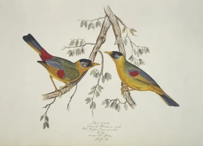 Framed Print : Leiothrix argentauris, silver-eared mesia Framed Print : Leiothrix argentauris, silver-eared mesia