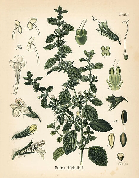 Lemon balm or balm mint, Melissa officinalis