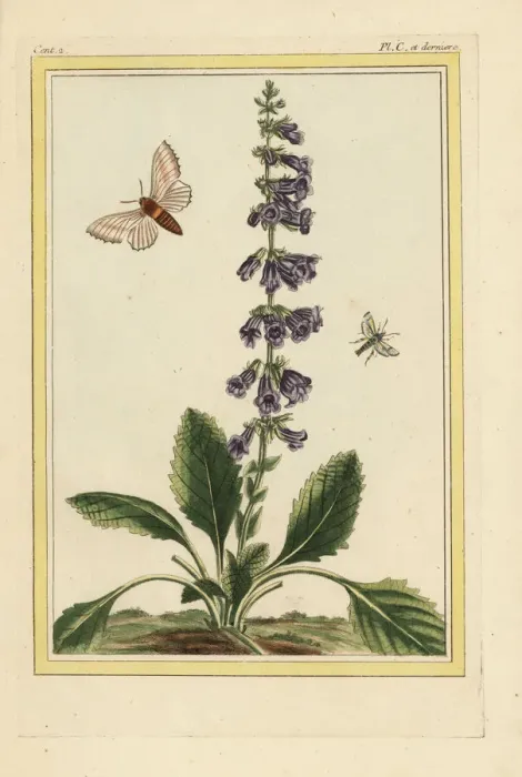 Framed Print : Lemon balm, Melissa officinalis Framed Print : Lemon balm, Melissa officinalis