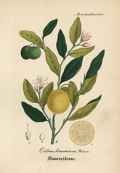 Lemon, Citrus limon (Citrus limonium Risso)