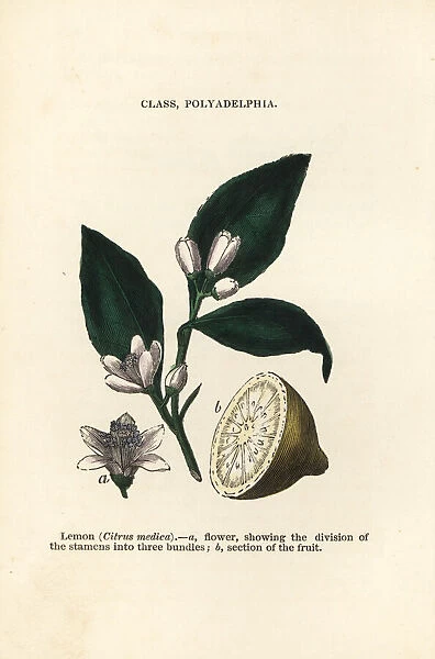 Lemon, Citrus medica