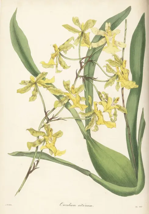 Framed Print : Lemon-coloured oncidium, Oncidium citrinum Framed Print : Lemon-coloured oncidium, Oncidium citrinum