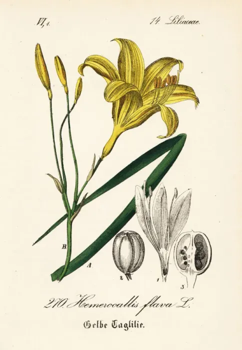 Framed Print : Lemon day-lily, Hemerocallis lilioasphodelus