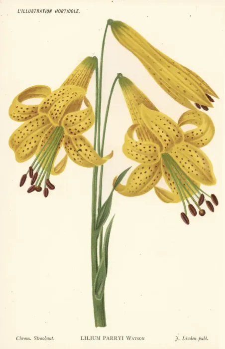 Framed Print : Lemon lily, Lilium parryi Framed Print : Lemon lily, Lilium parryi