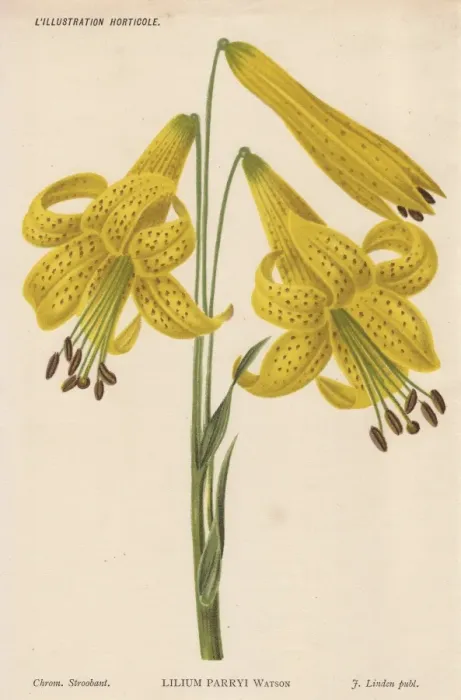 Framed Print : Lemon lily, Lilium parryis Watson Framed Print : Lemon lily, Lilium parryis Watson