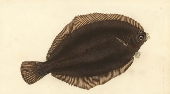 Framed Print : Lemon sole, Microstomus kitt Framed Print : Lemon sole, Microstomus kitt