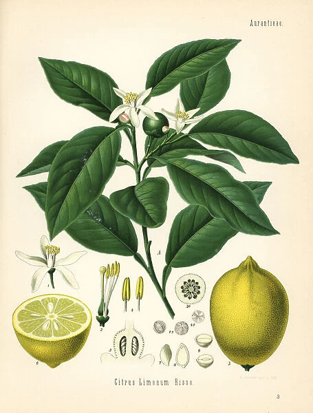 Lemon tree and fruit, Citrus limon