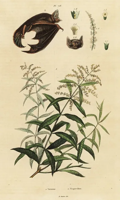 Framed Print : Lemon verbena and parti-coloured bat Framed Print : Lemon verbena and parti-coloured bat
