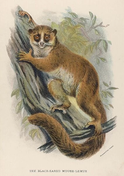 Lemur Black-Eared 19C