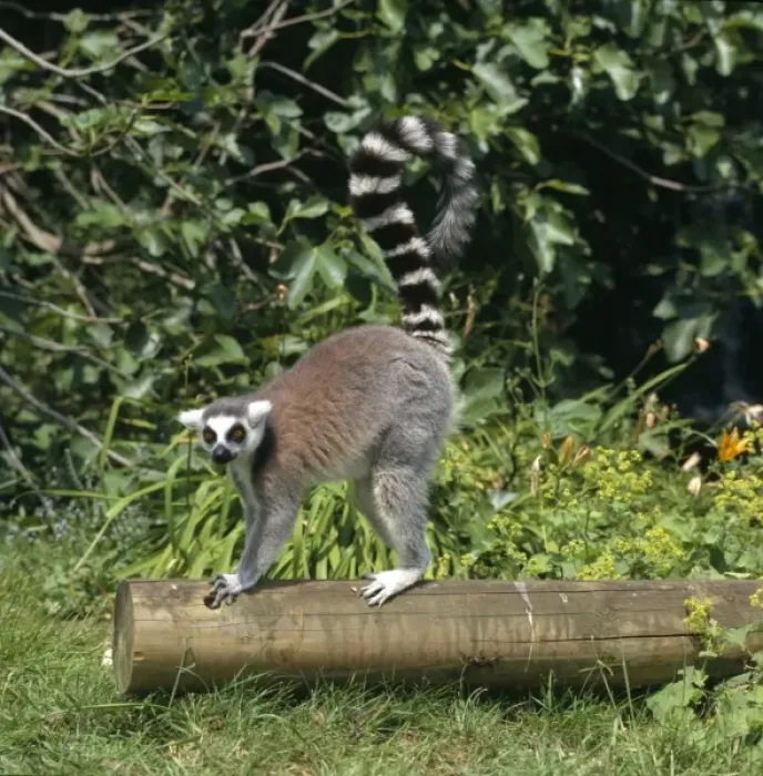Framed Print : Lemur catta, ring-tailed lemur Framed Print : Lemur catta, ring-tailed lemur