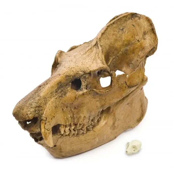 Framed Print : Lemur skulls from Madagascar Framed Print : Lemur skulls from Madagascar