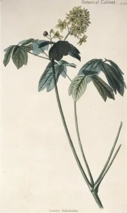 Framed Print : Leontice thalictroides, beechdrops Framed Print : Leontice thalictroides, beechdrops