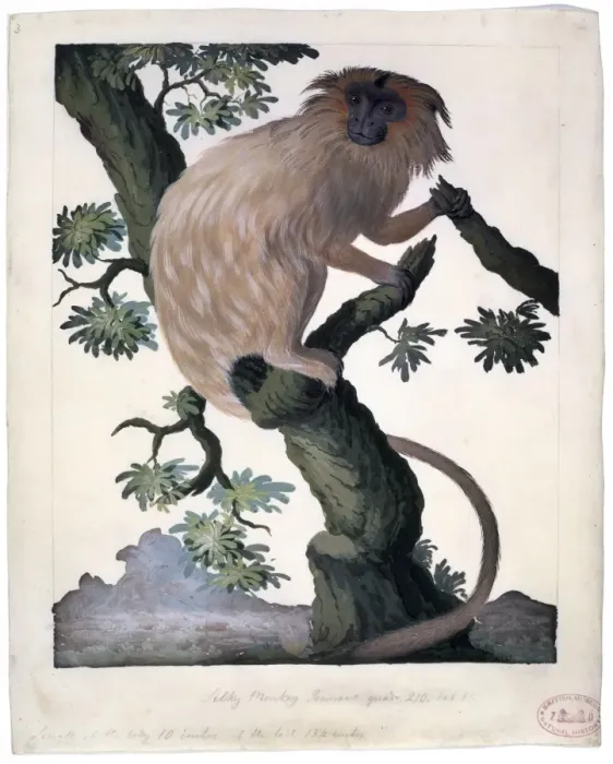 Framed Print : Leontopithecus rosalia, golden lion tamarin Framed Print : Leontopithecus rosalia, golden lion tamarin
