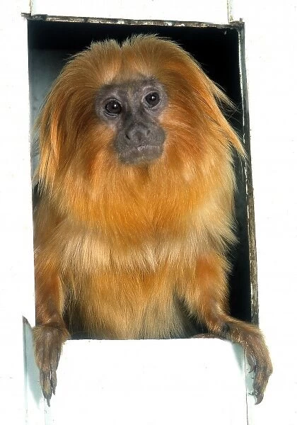 Leontopithecus rosalia, golden lion tamarin available as Framed Prints,  Photos, Wall Art and Photo Gifts #8598721