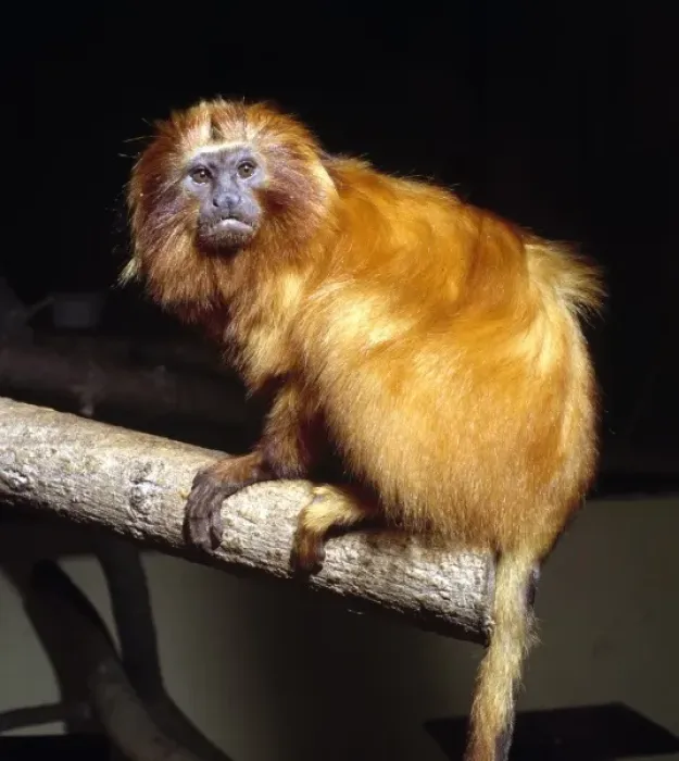 Framed Print : Leontopithecus rosalia, golden lion tamarin Framed Print : Leontopithecus rosalia, golden lion tamarin