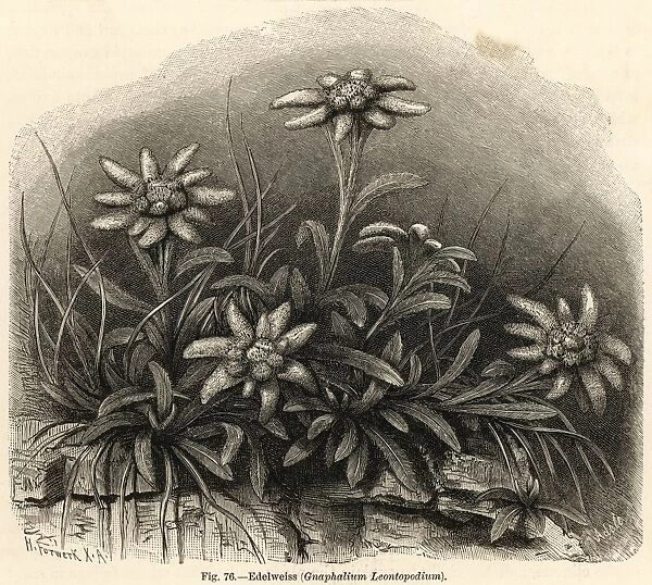 Leontopodium Alpinum