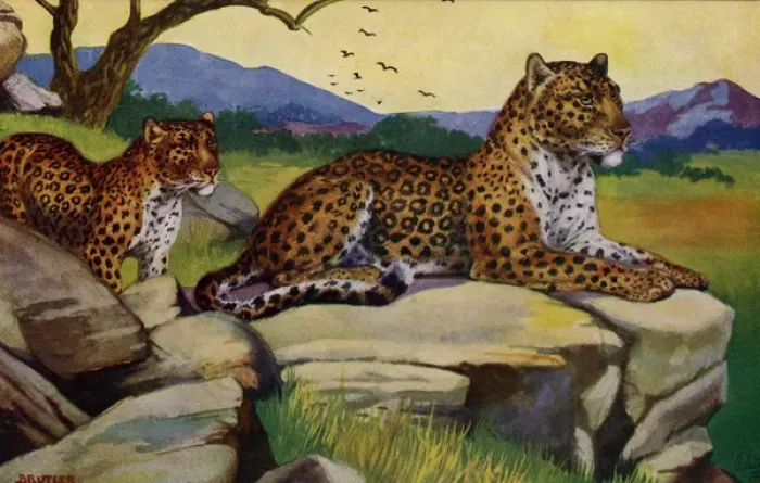Framed Print : Leopard. The leopard(Panthera pardus) is a member of thefamilyFelidaewith Framed Print : Leopard. The leopard(Panthera pardus) is a member of thefamilyFelidaewith