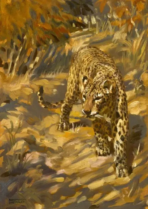 Framed Print : A leopard in the wild blending into its surroundings Framed Print : A leopard in the wild blending into its surroundings