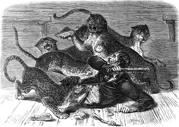 Leopard attack on zoo keeper, 1870