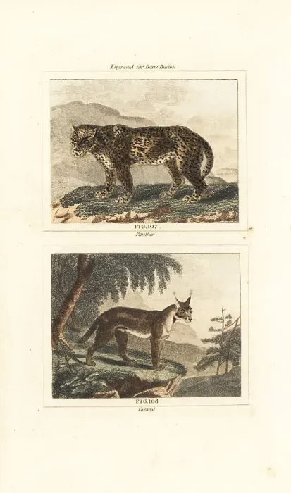 Framed Print : Leopard and caracal Framed Print : Leopard and caracal