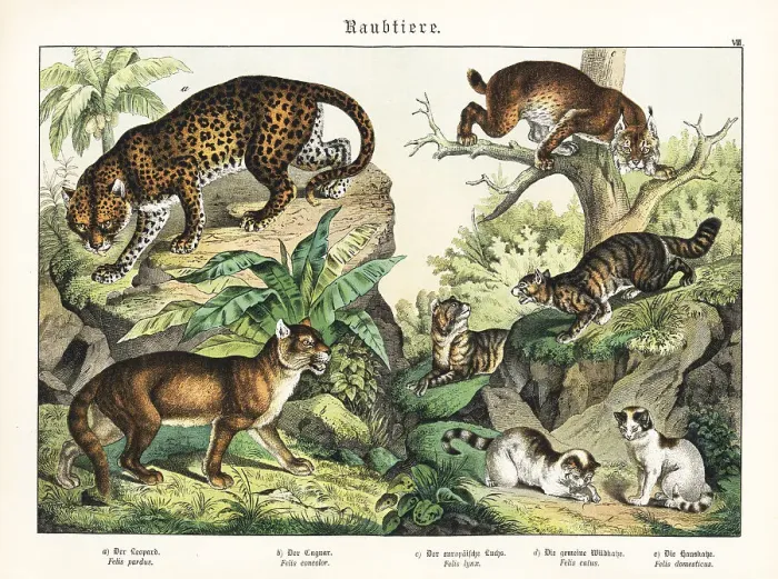 Framed Print : Leopard, cougar, lynx and cats Framed Print : Leopard, cougar, lynx and cats