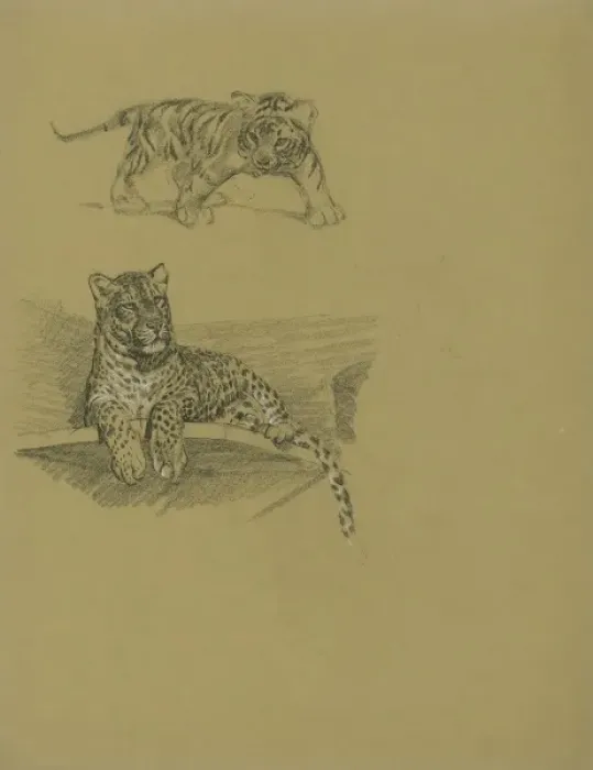 Framed Print : Leopard on Ledge and Tiger Cub Framed Print : Leopard on Ledge and Tiger Cub