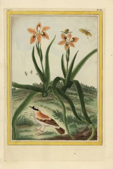 Framed Print : Leopard lily, Iris domestica Framed Print : Leopard lily, Iris domestica