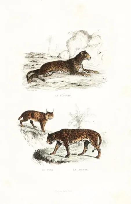 Framed Print : Leopard, lynx and jaguar Framed Print : Leopard, lynx and jaguar