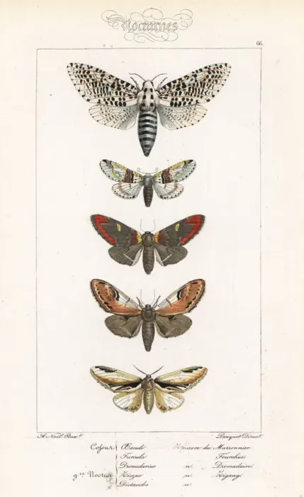 Framed Print : Leopard moth, sallow kitten and prominent moths Framed Print : Leopard moth, sallow kitten and prominent moths