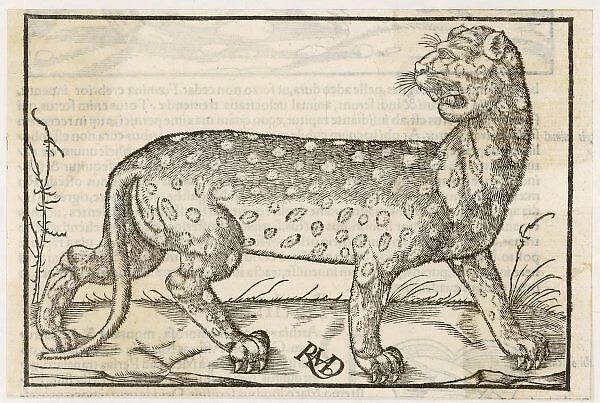 Leopard (Munster)