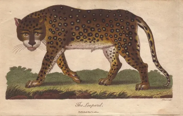 Framed Print : Leopard, Panthera pardus Framed Print : Leopard, Panthera pardus