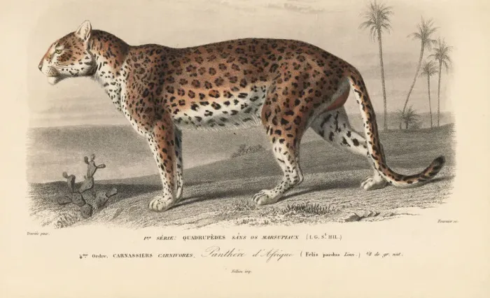 Framed Print : Leopard, Panthera pardus Framed Print : Leopard, Panthera pardus
