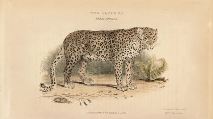 Framed Print : Leopard, Panthera pardus. Near threatened Framed Print : Leopard, Panthera pardus. Near threatened