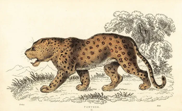Framed Print : Leopard, Panthera pardus, vulnerable Framed Print : Leopard, Panthera pardus, vulnerable