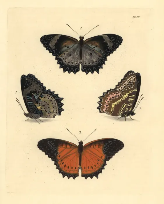 Framed Print : Leopard and red lacewing butterflies Framed Print : Leopard and red lacewing butterflies