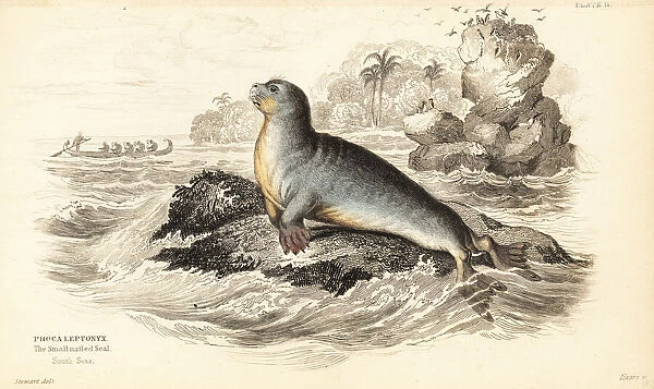 Leopard seal, Hydrurga leptonyx