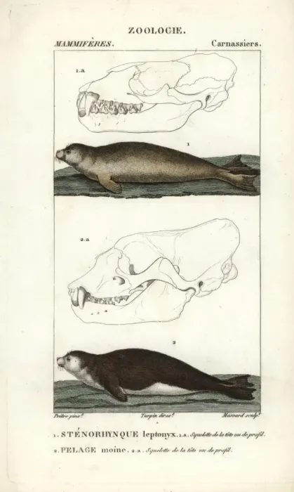Framed Print : Leopard seal, Hydrurga leptonyx, and Mediterranean Framed Print : Leopard seal, Hydrurga leptonyx, and Mediterranean