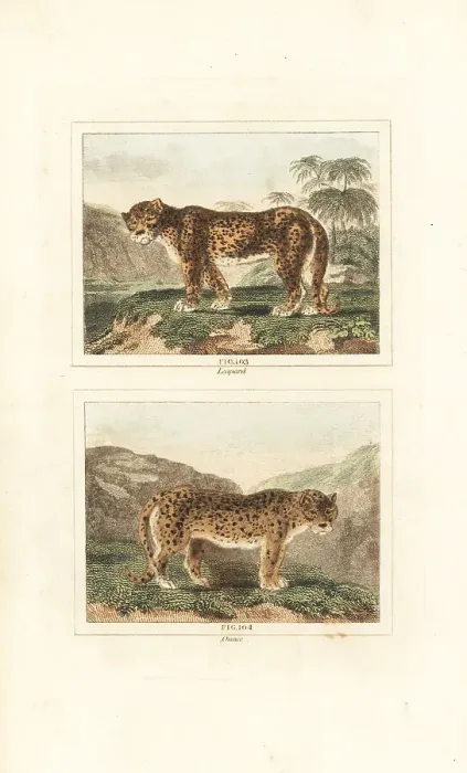 Framed Print : Leopard and snow leopard Framed Print : Leopard and snow leopard
