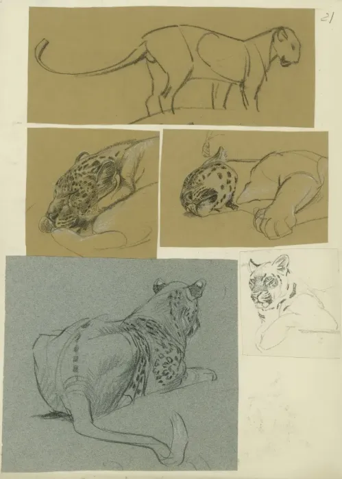 Framed Print : Leopard Studies Framed Print : Leopard Studies