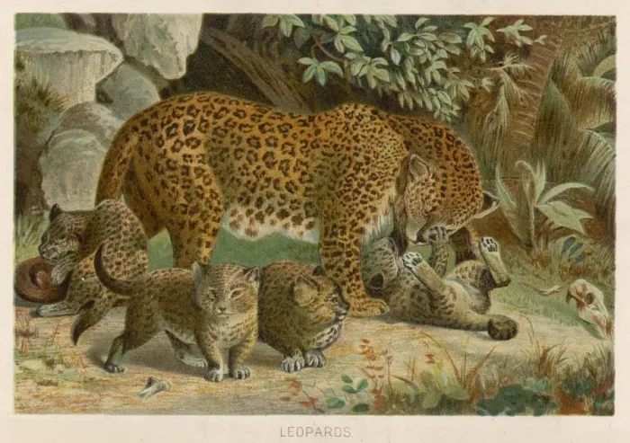 Framed Print : Leopard and its Young Framed Print : Leopard and its Young