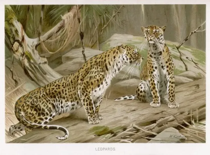 Framed Print : Two Leopards (Kuhnert) Framed Print : Two Leopards (Kuhnert)